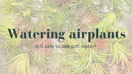Is it safe to use soft water on airplants?