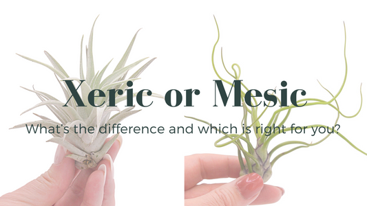 Xeric and mesic airplants