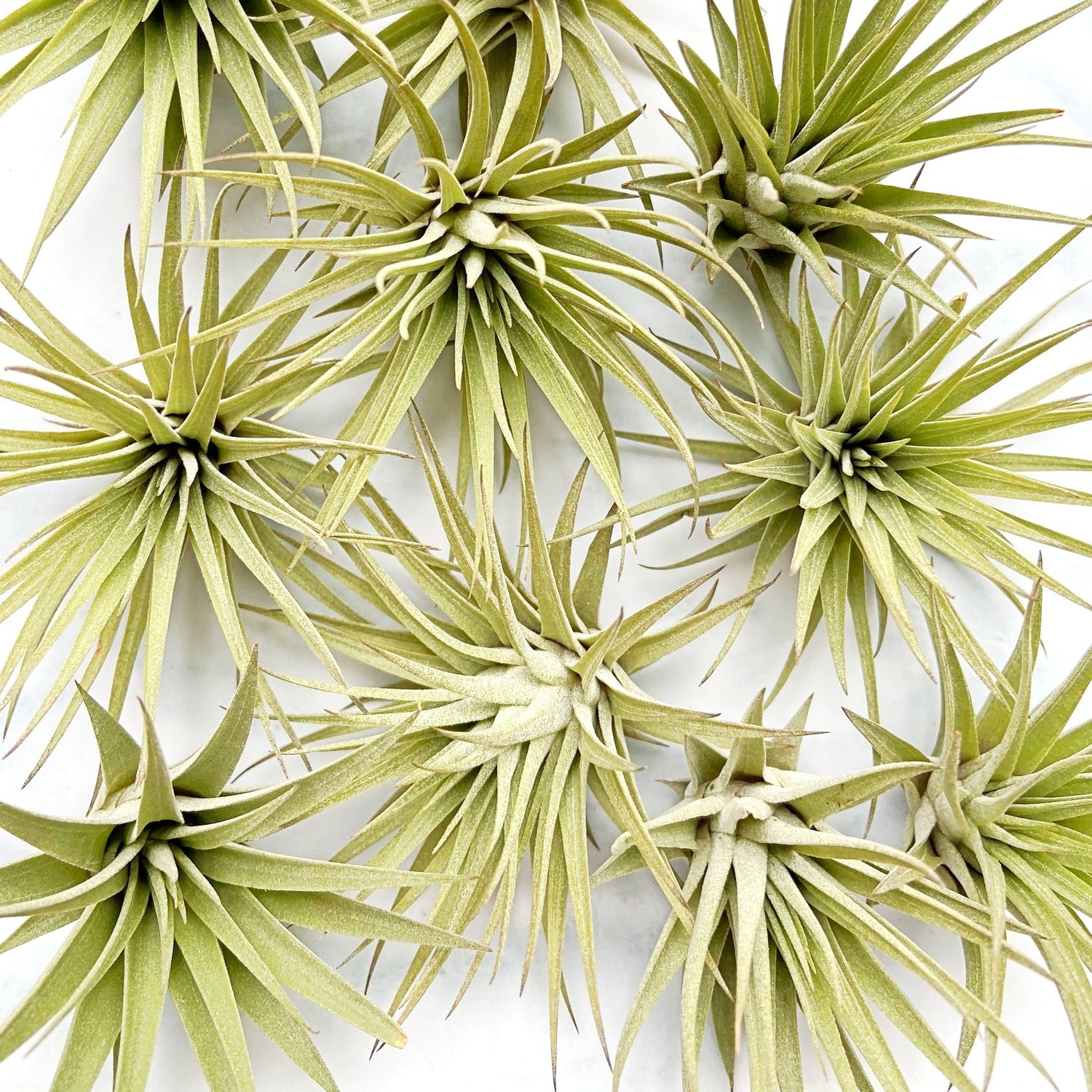 Airplants tillandsias for sale