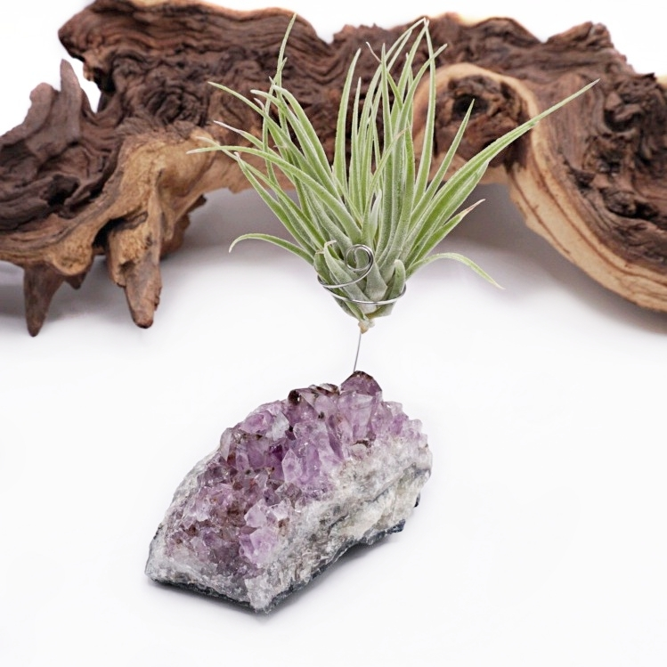 Amethyst Crystal Airplant Tillandsia holder