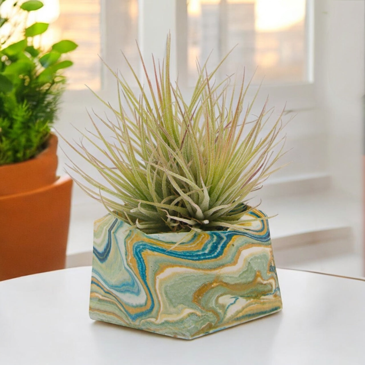 Tillandsia Ionantha Fuego Clump