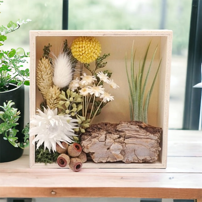 Airplant Art Frames - A walk in the woods (square)