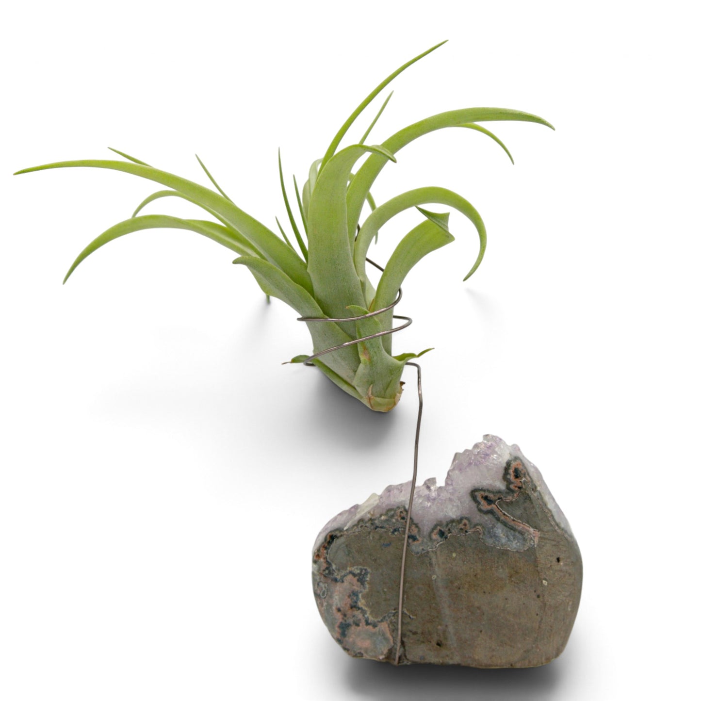 Support en Cristal d'améthyste avec une plante aérienne