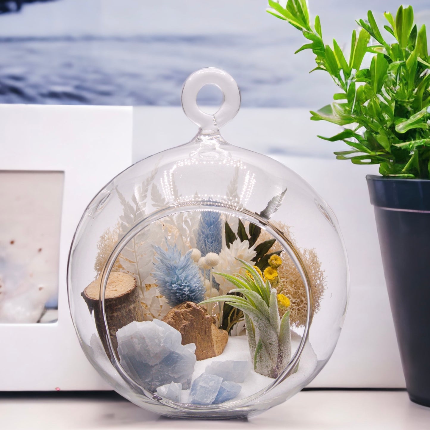 Airplant terrarium in a glass bubble vase with dried flowers and blue calcite crystals.