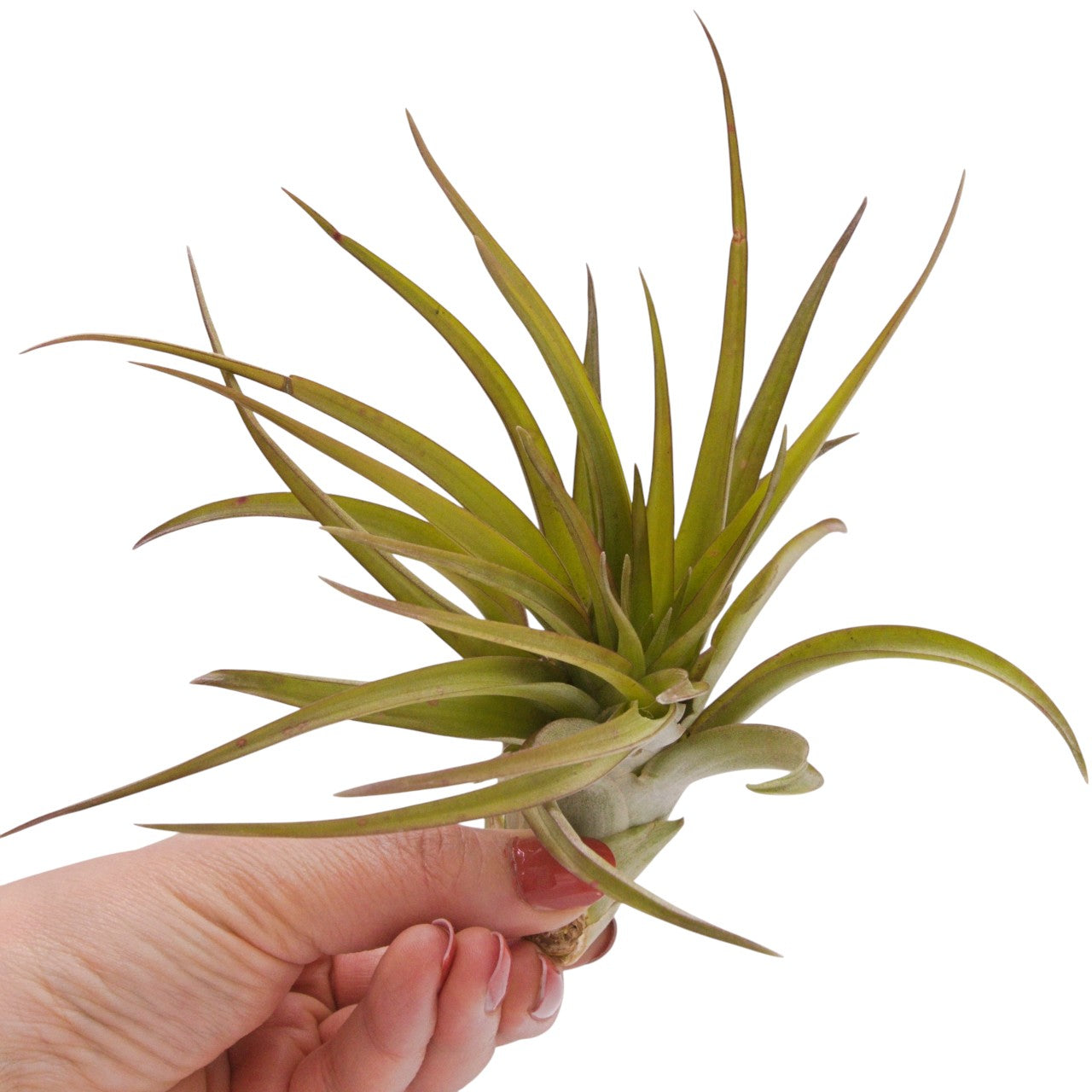Brachycaulos Large airplant
