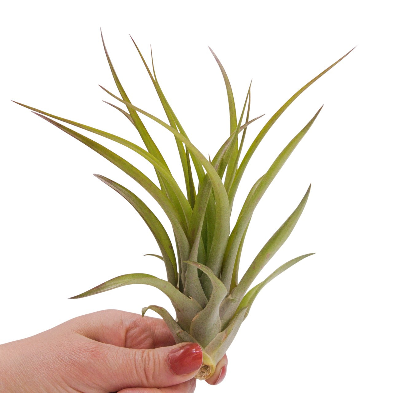 Brachycaulos Large airplant