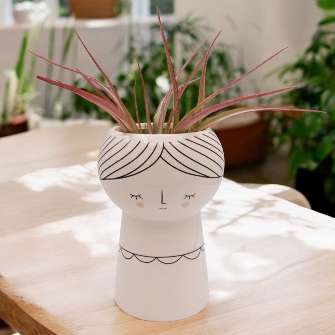 Brachycaulos Large airplant