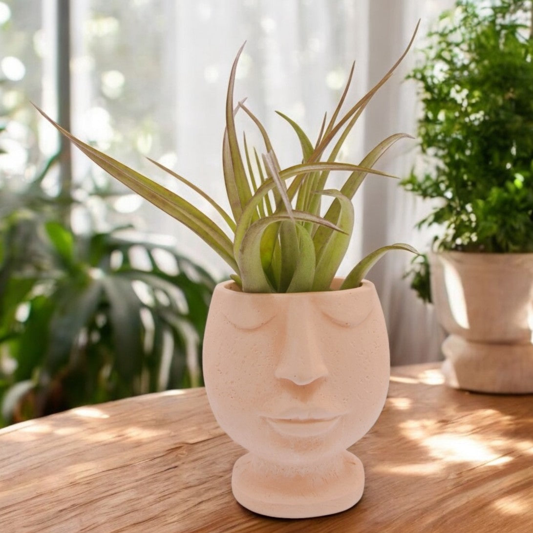 Brachycaulos Large airplant