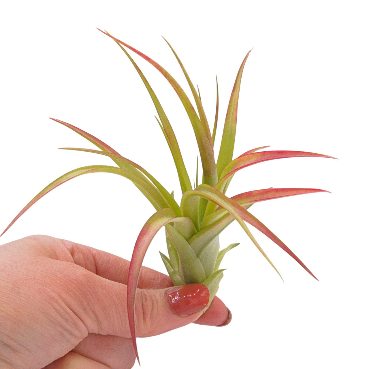 Brachycaulos airplant natural