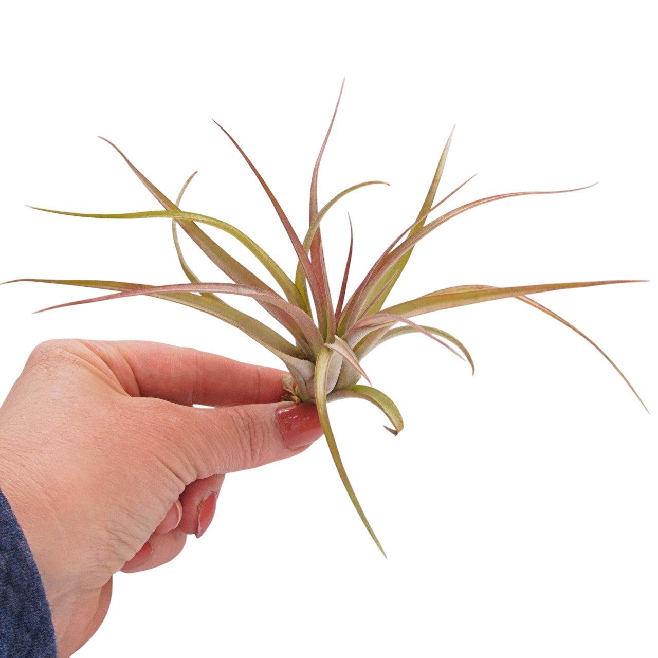 Brachycaulos airplant natural
