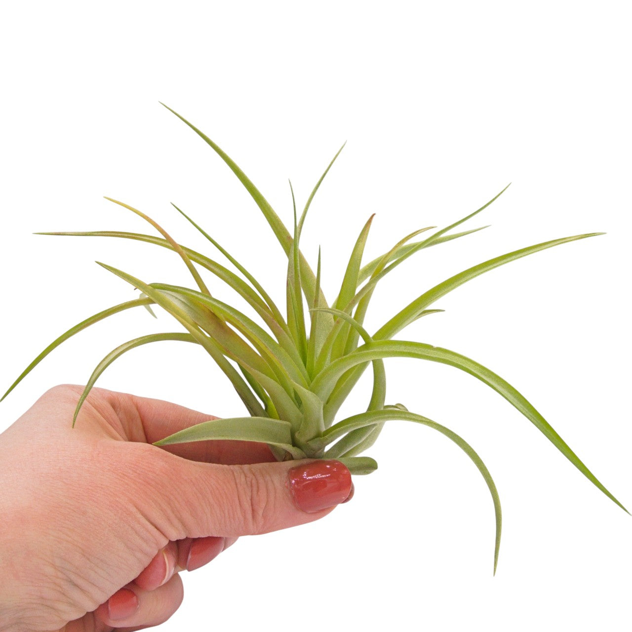 Brachycaulos airplant natural