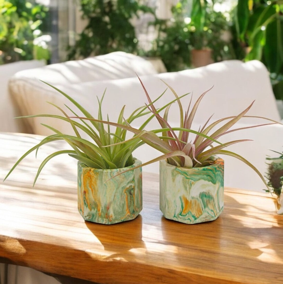 Brachycaulos airplant natural