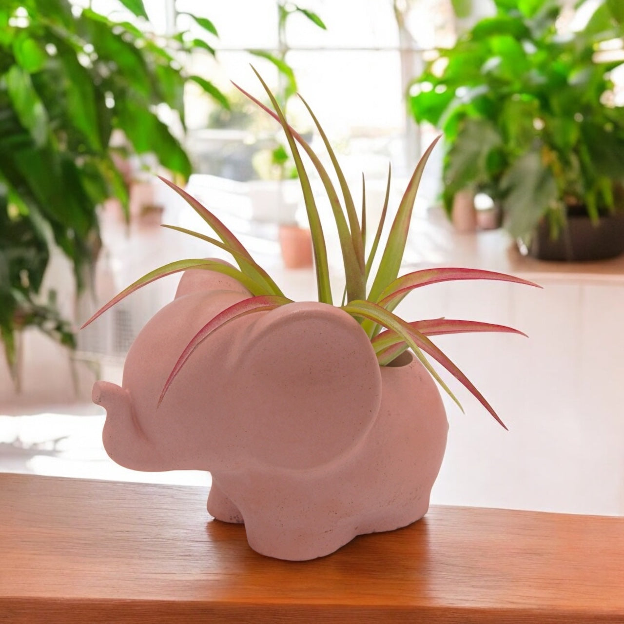 Brachycaulos airplant natural