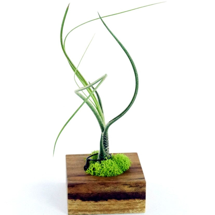 Tillandsia Butzii