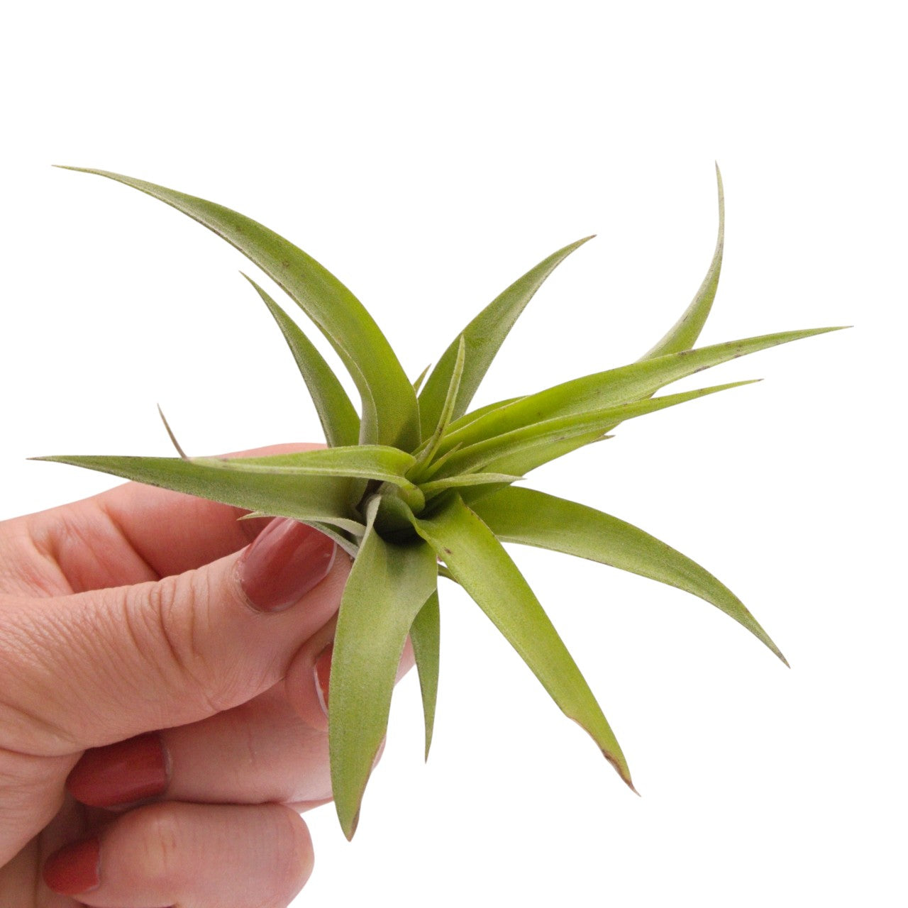 Tillandsia Flexuosa Vivipara