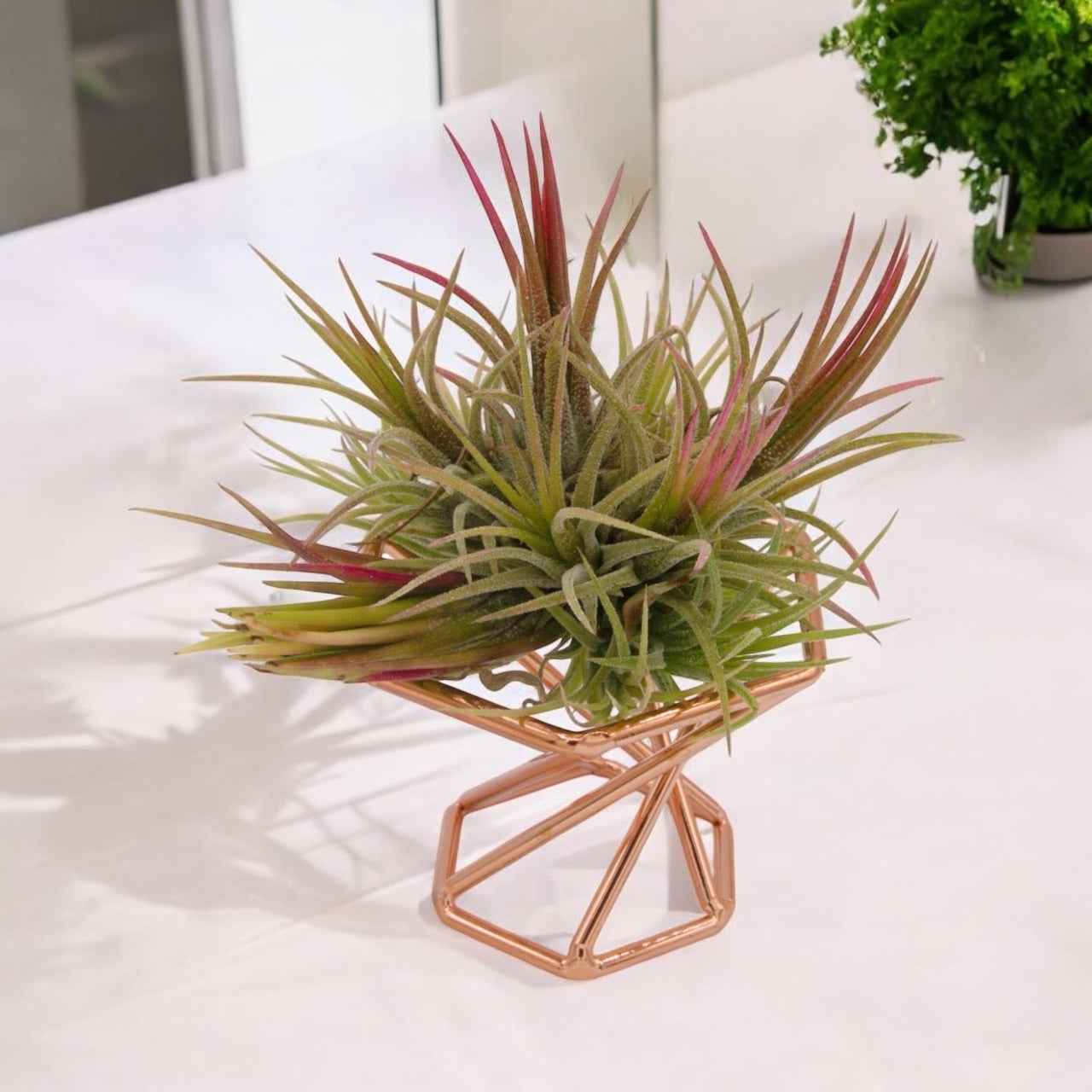 Tillandsia Ionantha Fuego Clump