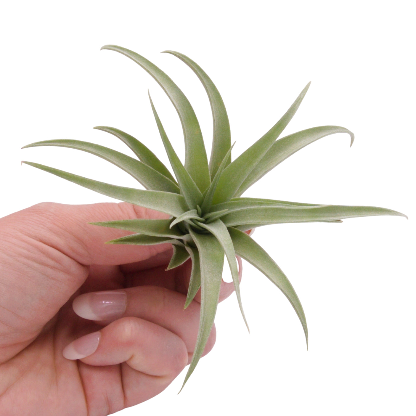 Tillandsia Capitata Peach airplants in Canada