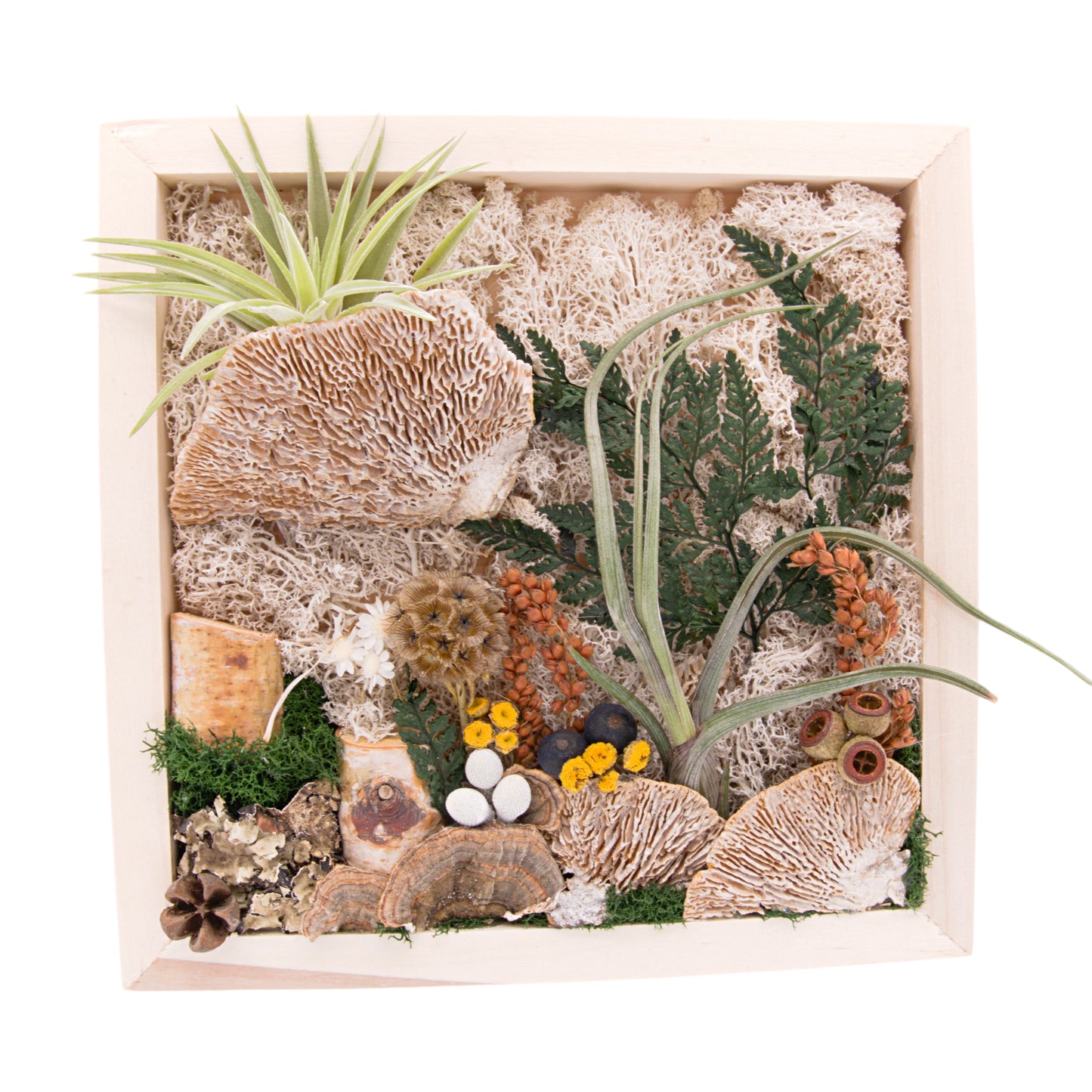 Square wooden box frame filled with reindeer moss, dried flowers, dried mushrooms and two airplants or tillandsias