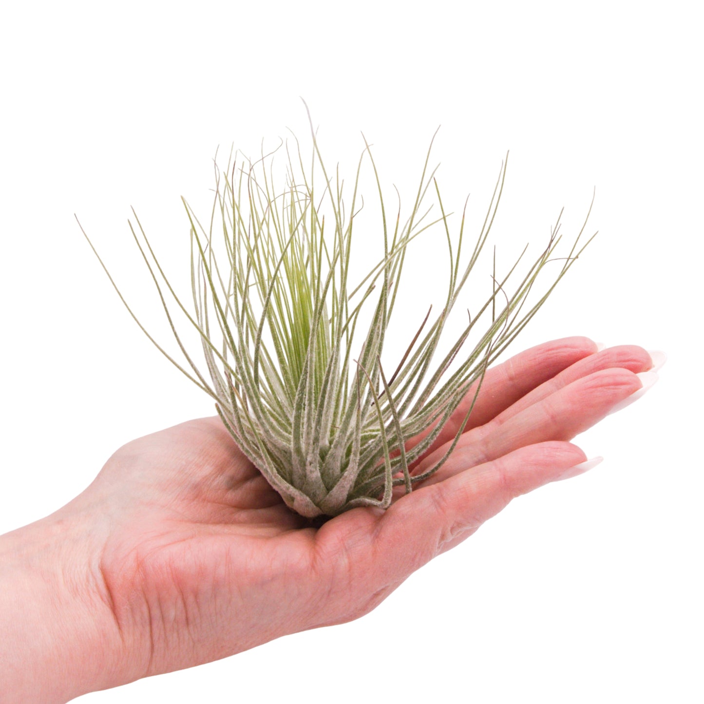 Tillandsia Magnusiana