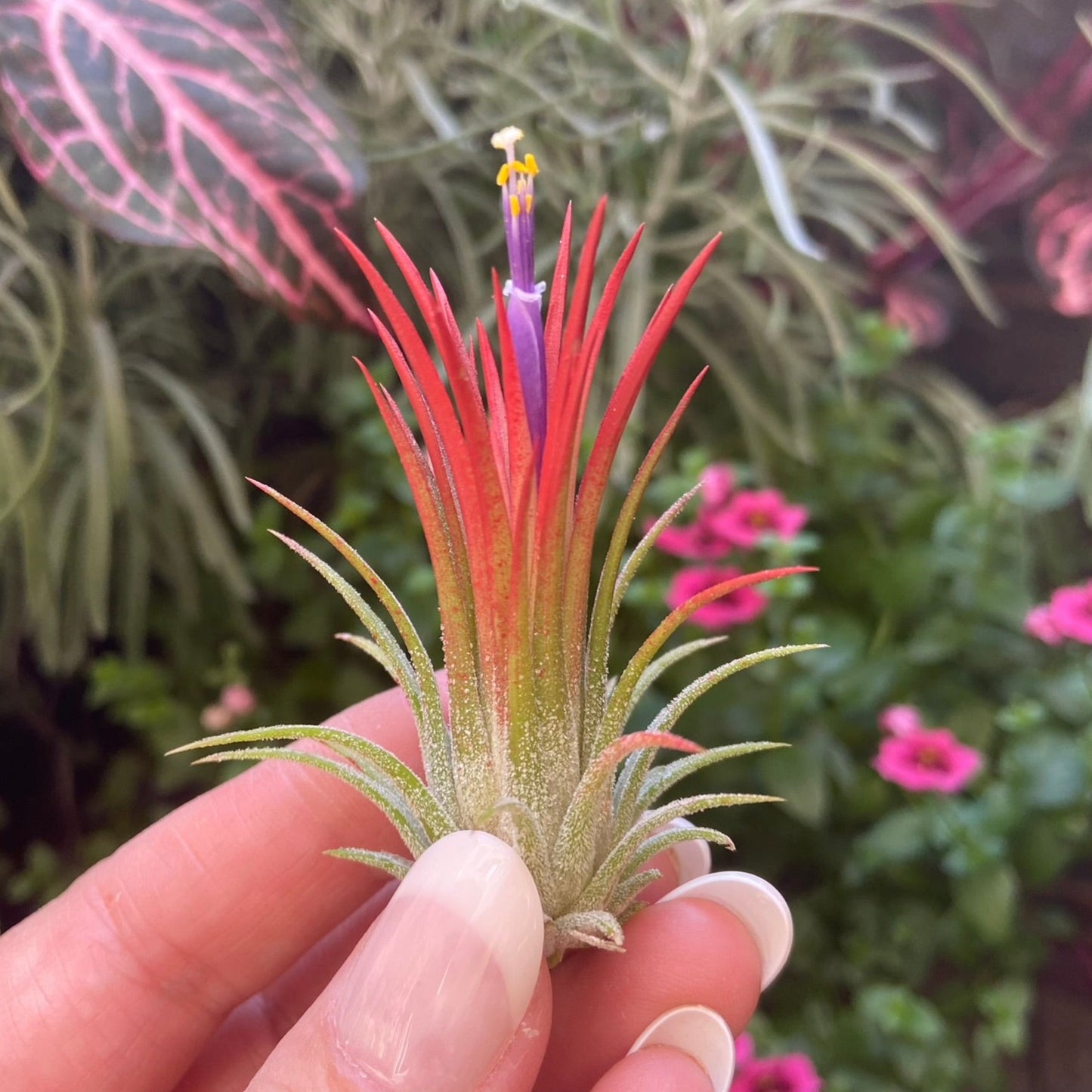 Ionantha Fuego red enhanced airplant