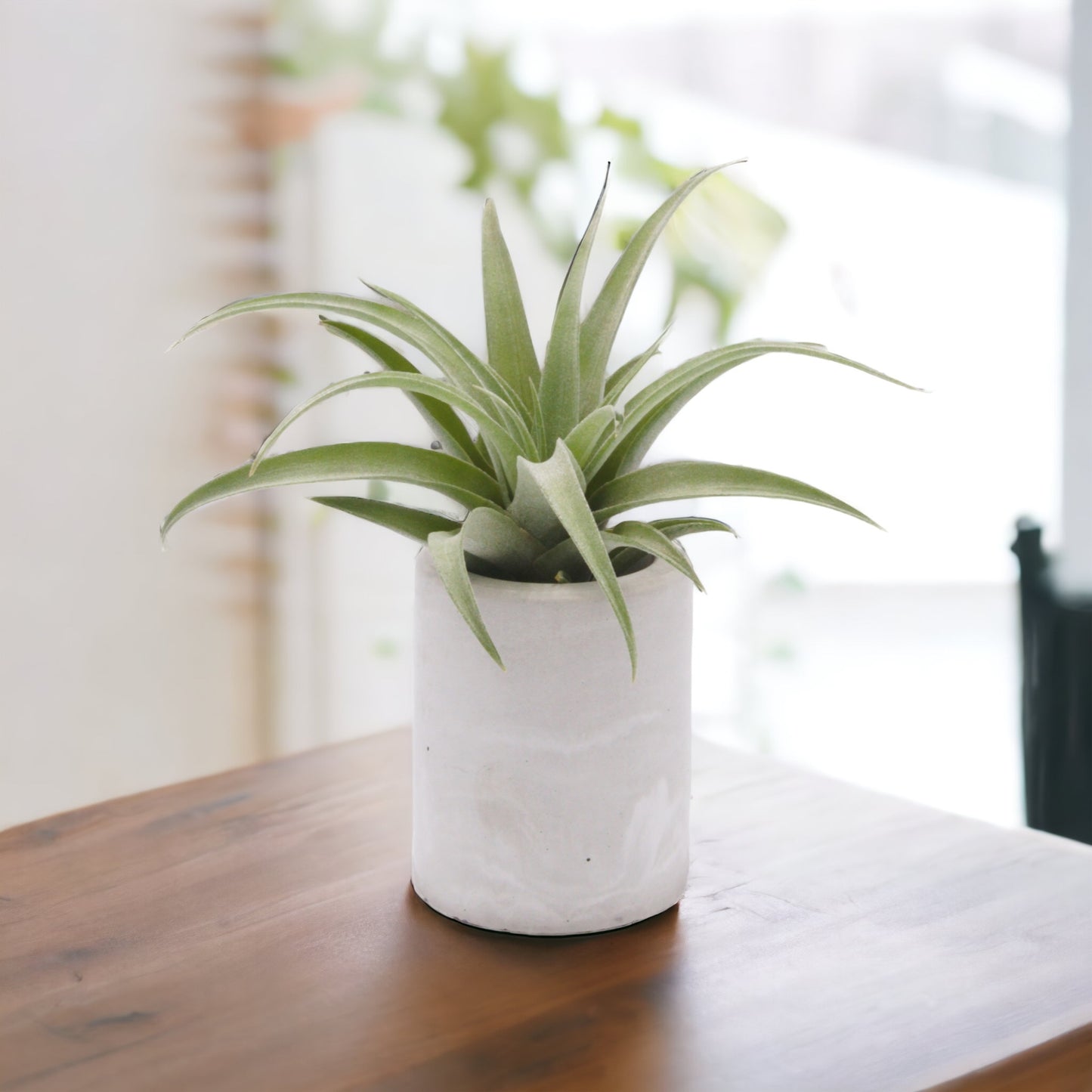 Pots de plantes aériennes en ciment marbré gris et blanc