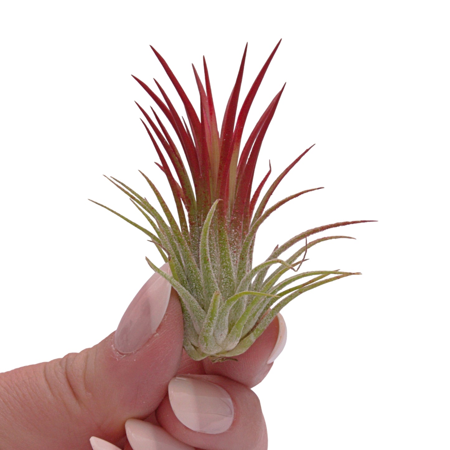 Airplant Ionantha Fuego red enhanced