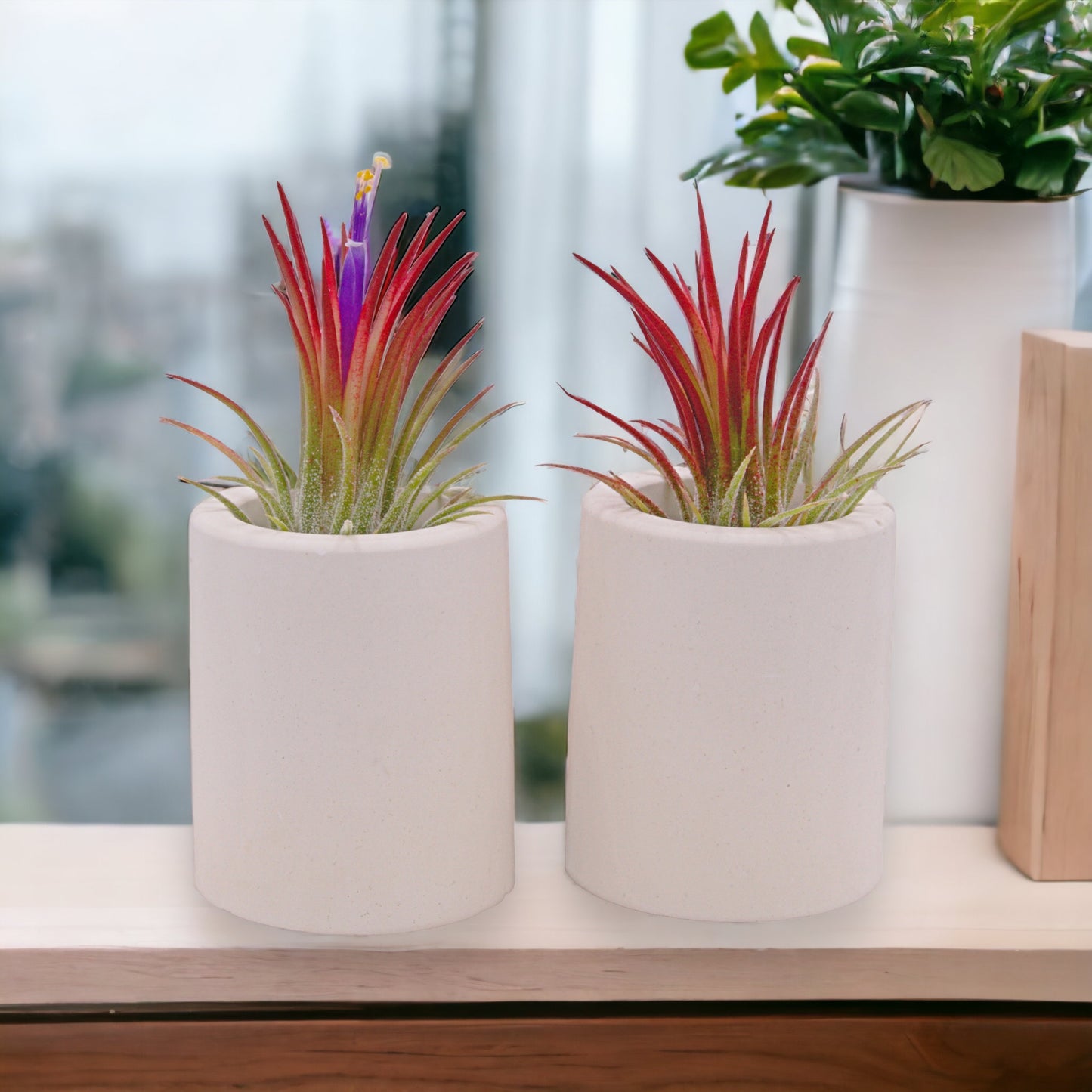 Airplant Ionantha Fuego red enhanced