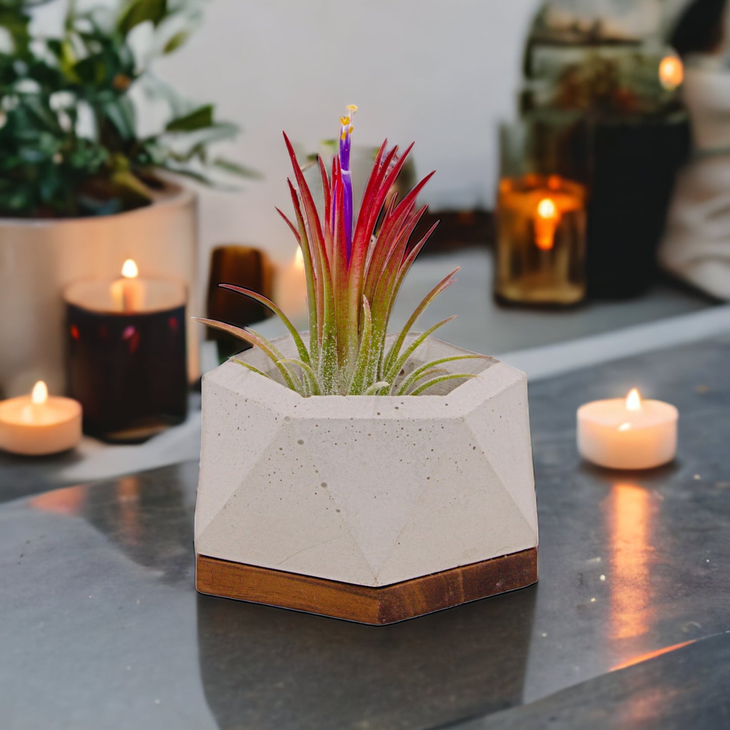 Airplant Ionantha Fuego red enhanced