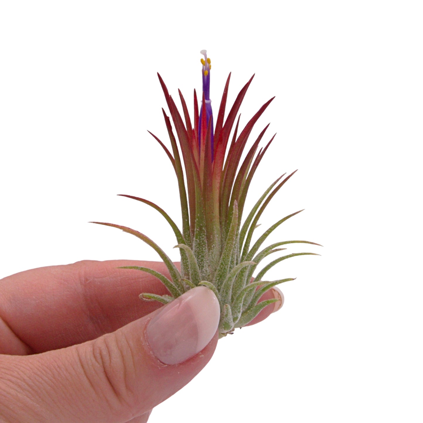 Airplant Ionantha Fuego red enhanced