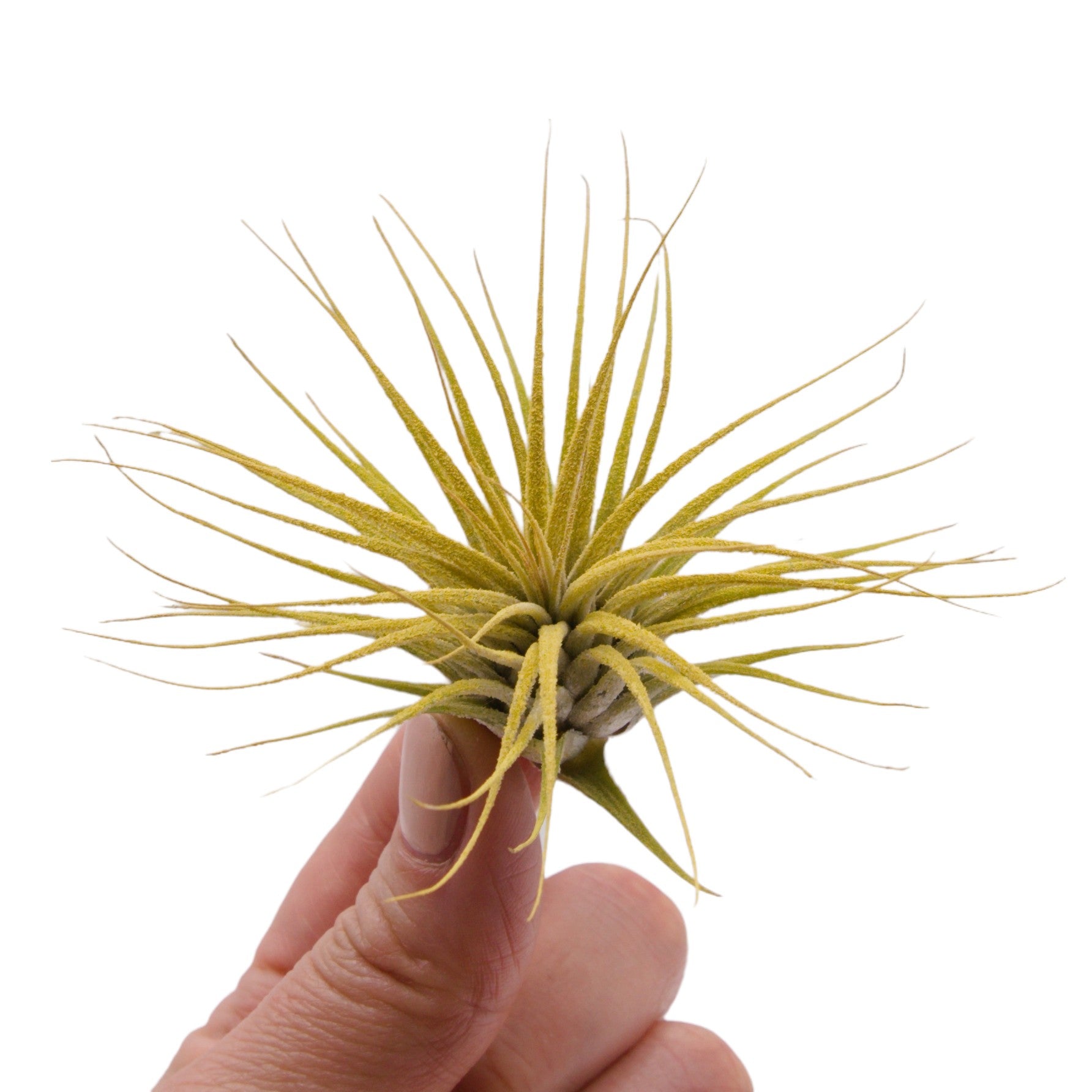 Tillandsia ionantha ‘Yellow Magic’ Tillandsia Ionantha - Yellow Enhanced – Plant Babies Terrariums