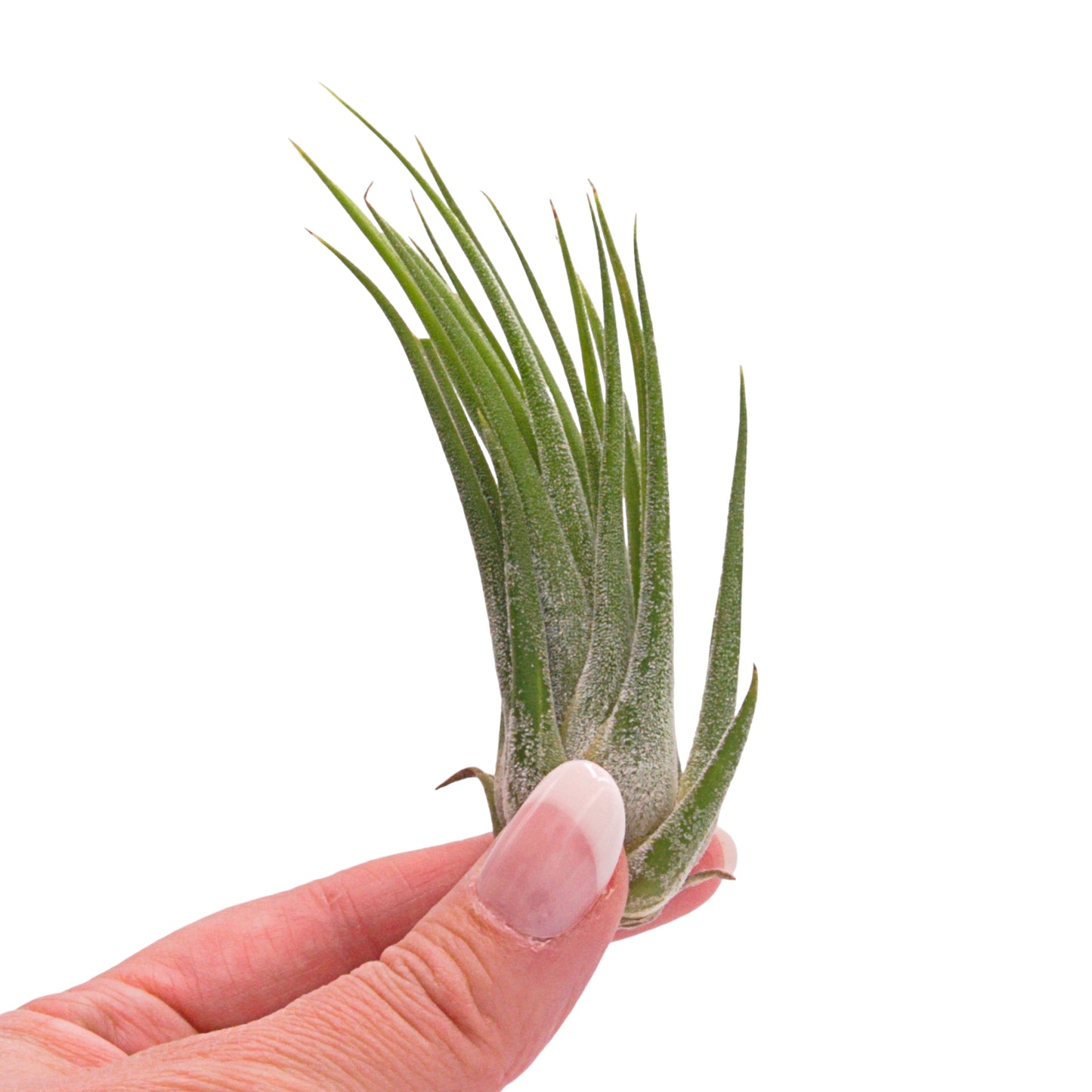 Ionantha x Seleriana hybrid airplant Canada