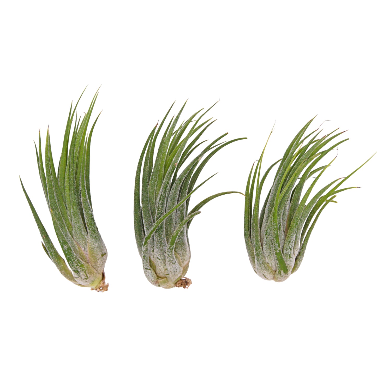Ionantha x Seleriana hybrid airplant Canada
