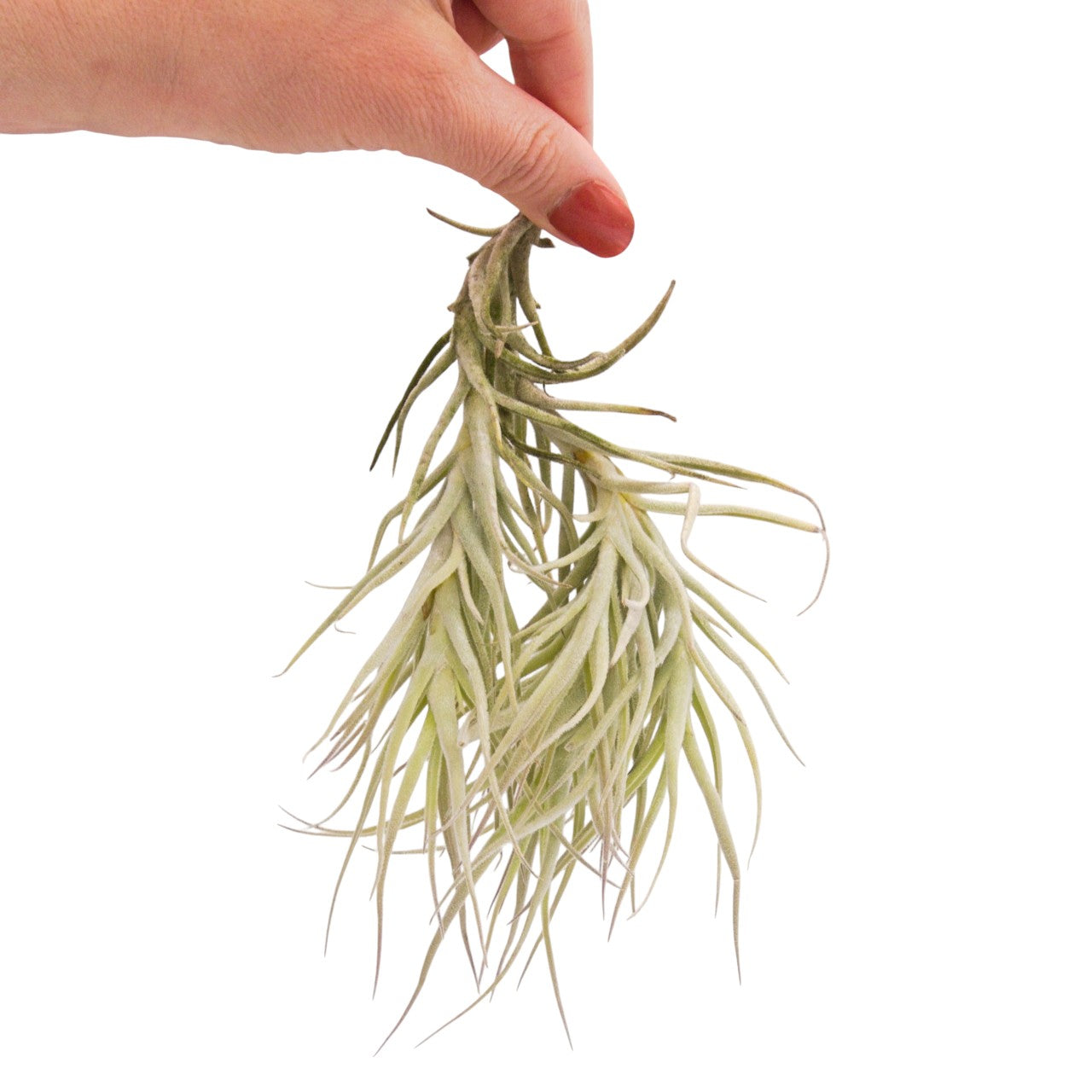 Tillandsia Paleacea Touffe de 8+ têtes