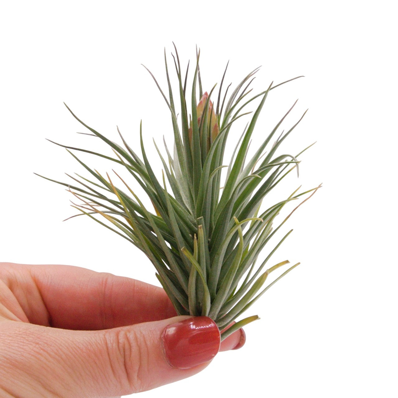 Tenuifolia Bush Airplant