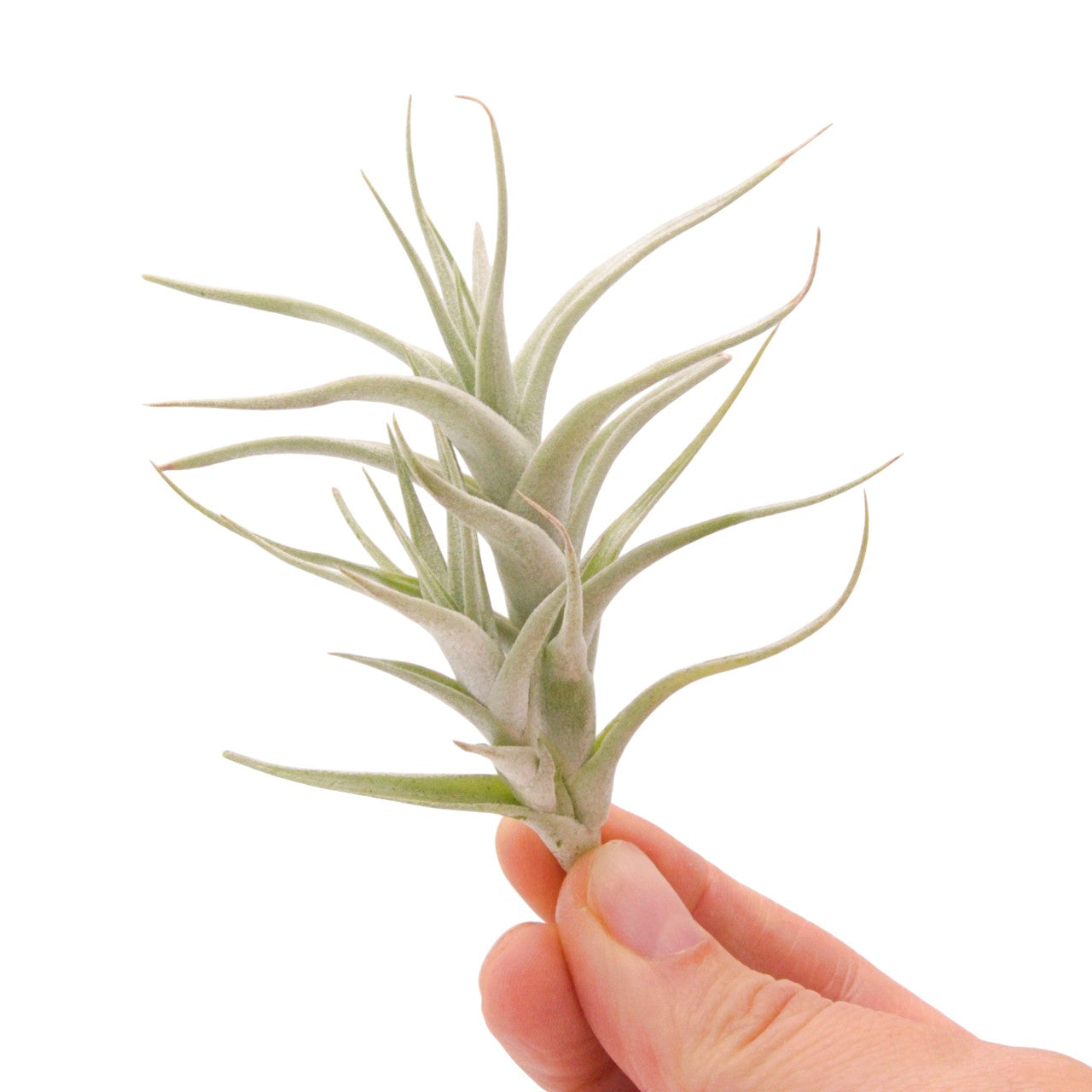 Tillandsia Albida Minor – Plant Babies Terrariums