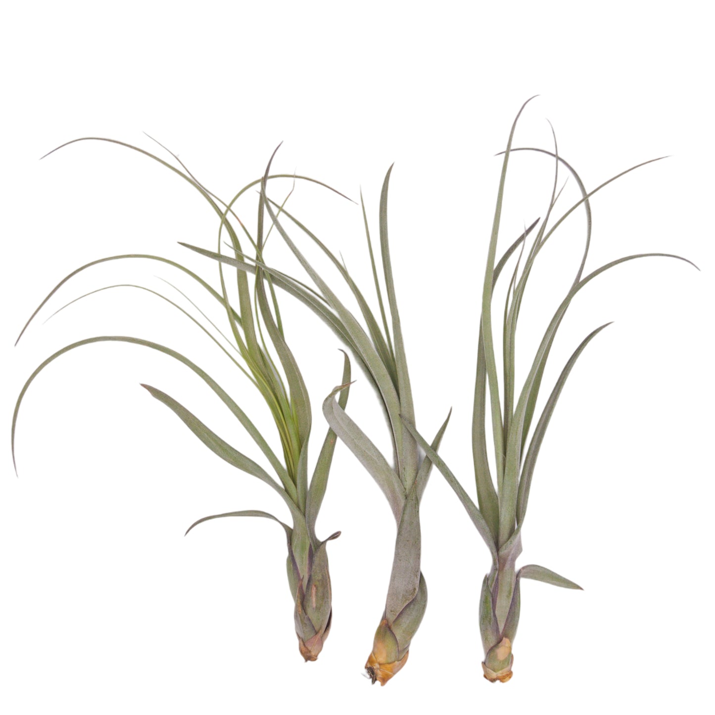 Tillandsia Balbisiana Airplant Canada