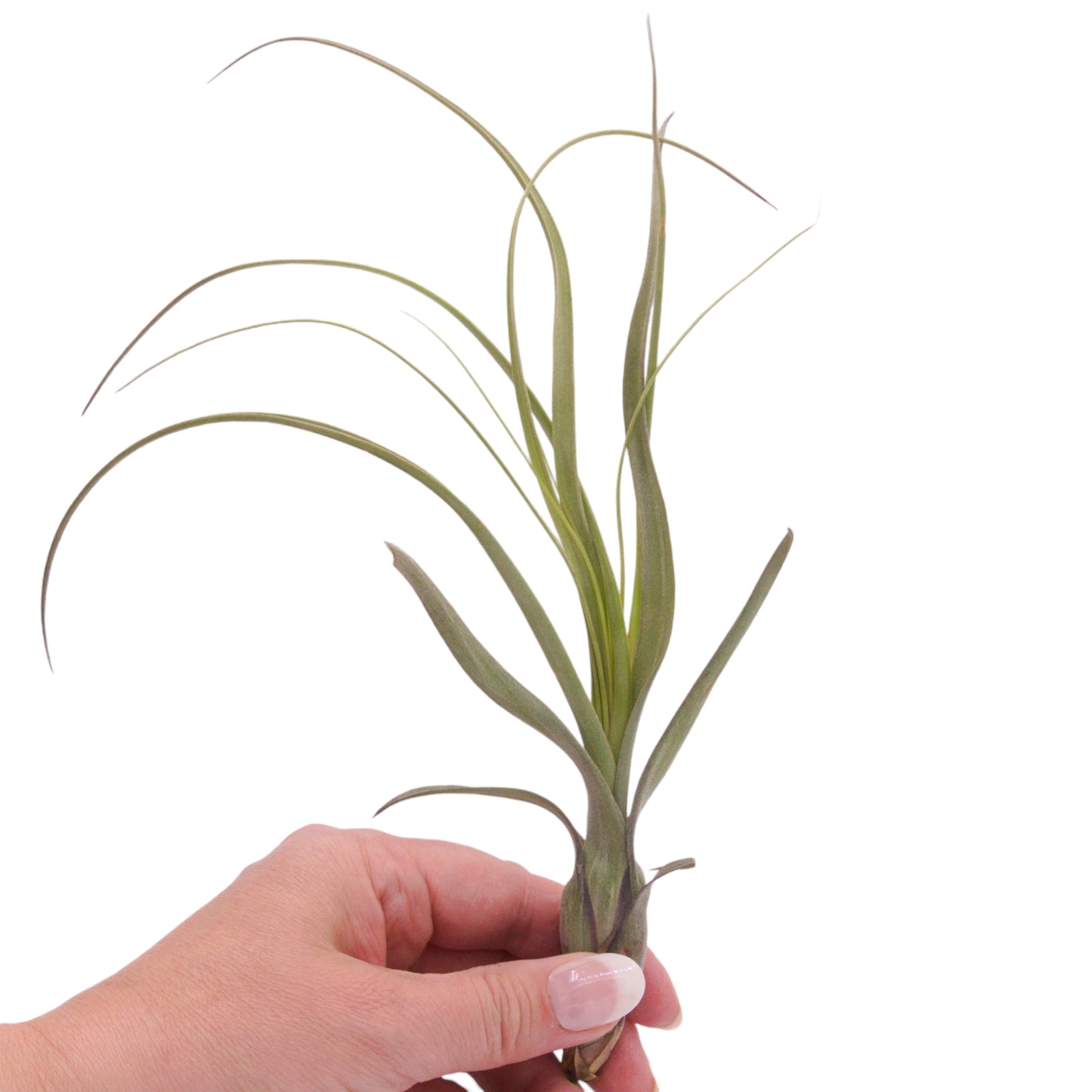 Tillandsia Balbisiana Airplant Canada