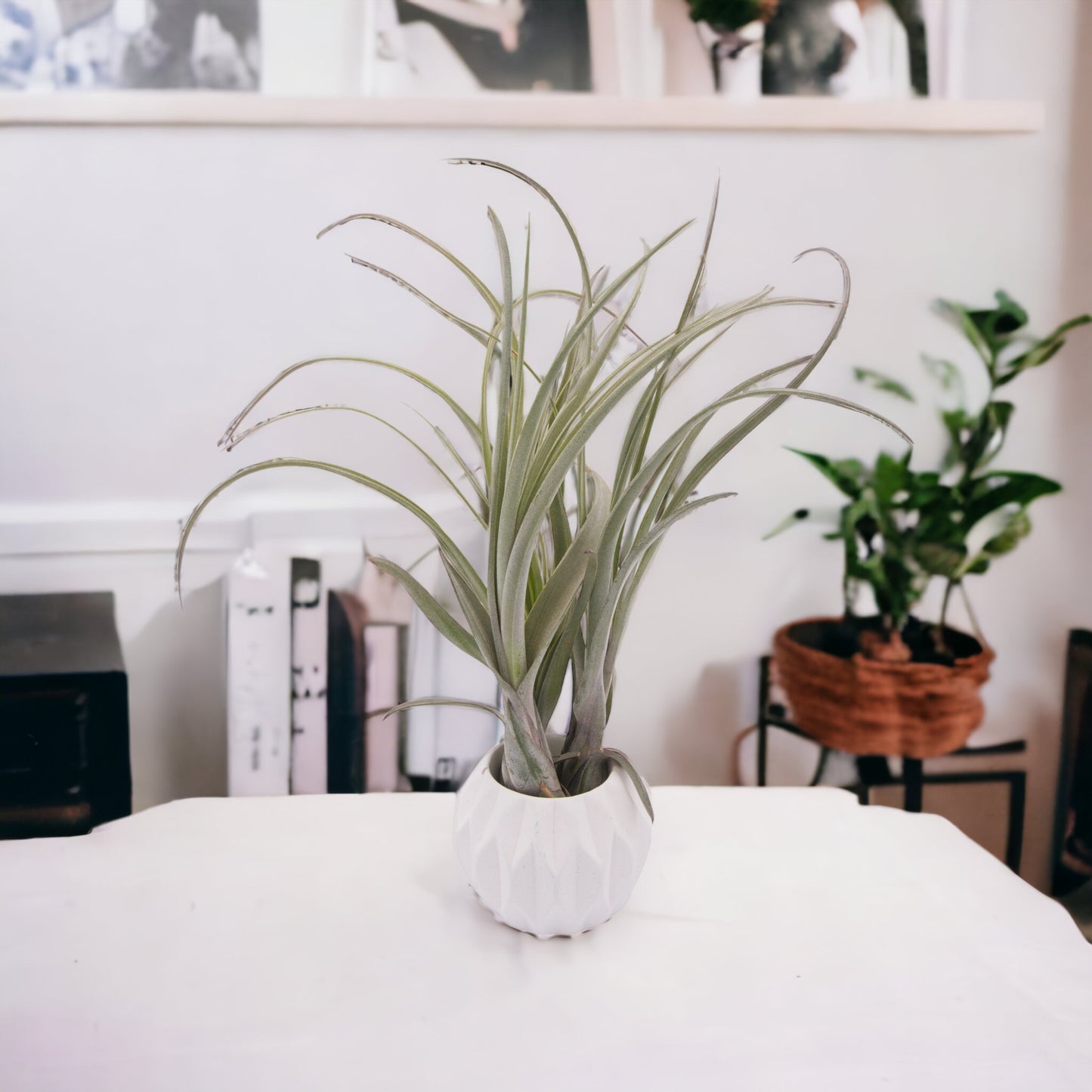 Tillandsia Balbisiana Airplant Canada