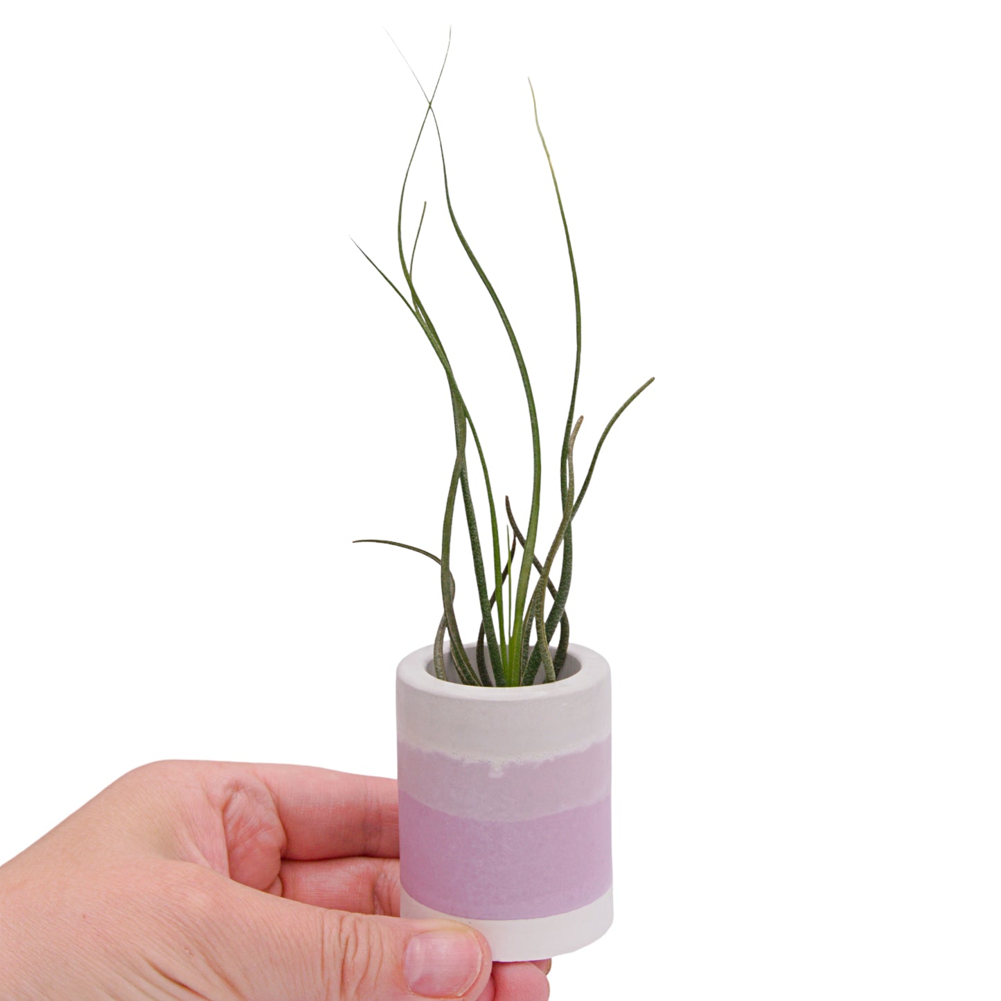 Tillandsia Butzii Airplant in Canada