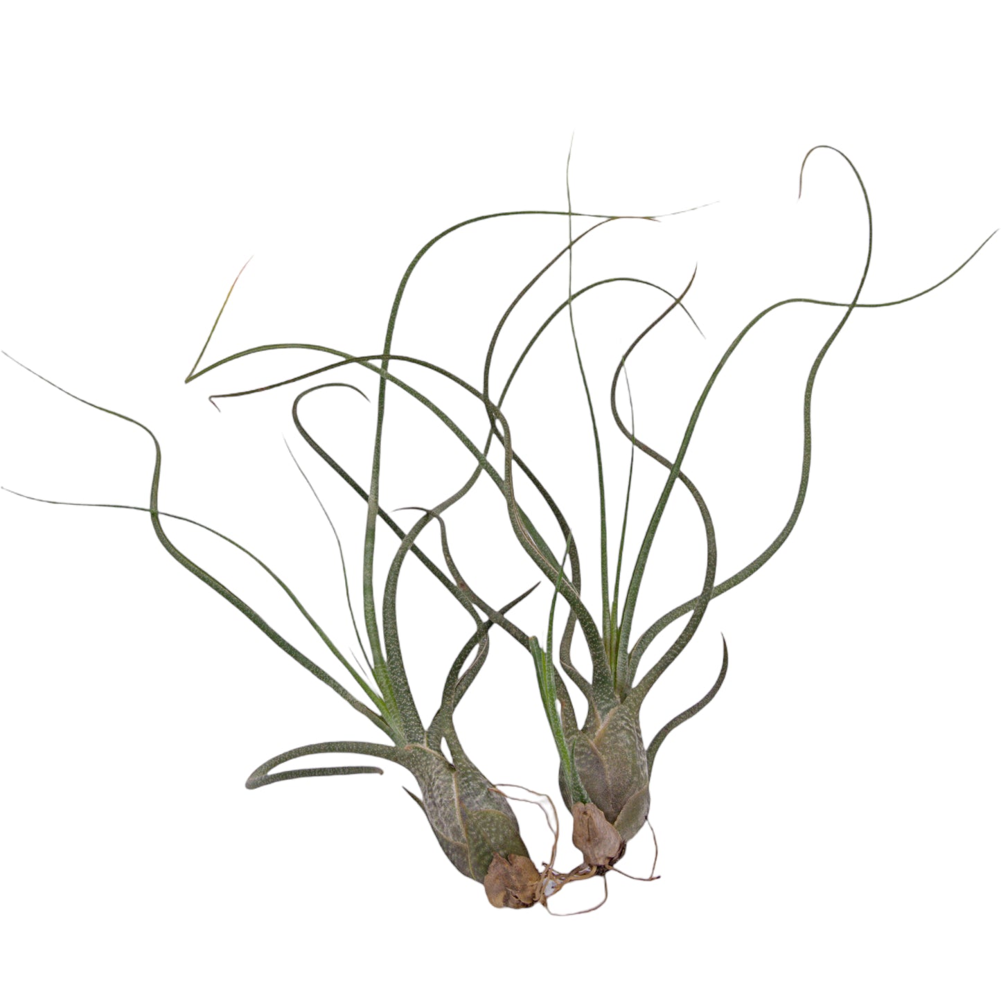 Tillandsia Butzii Airplant in Canada