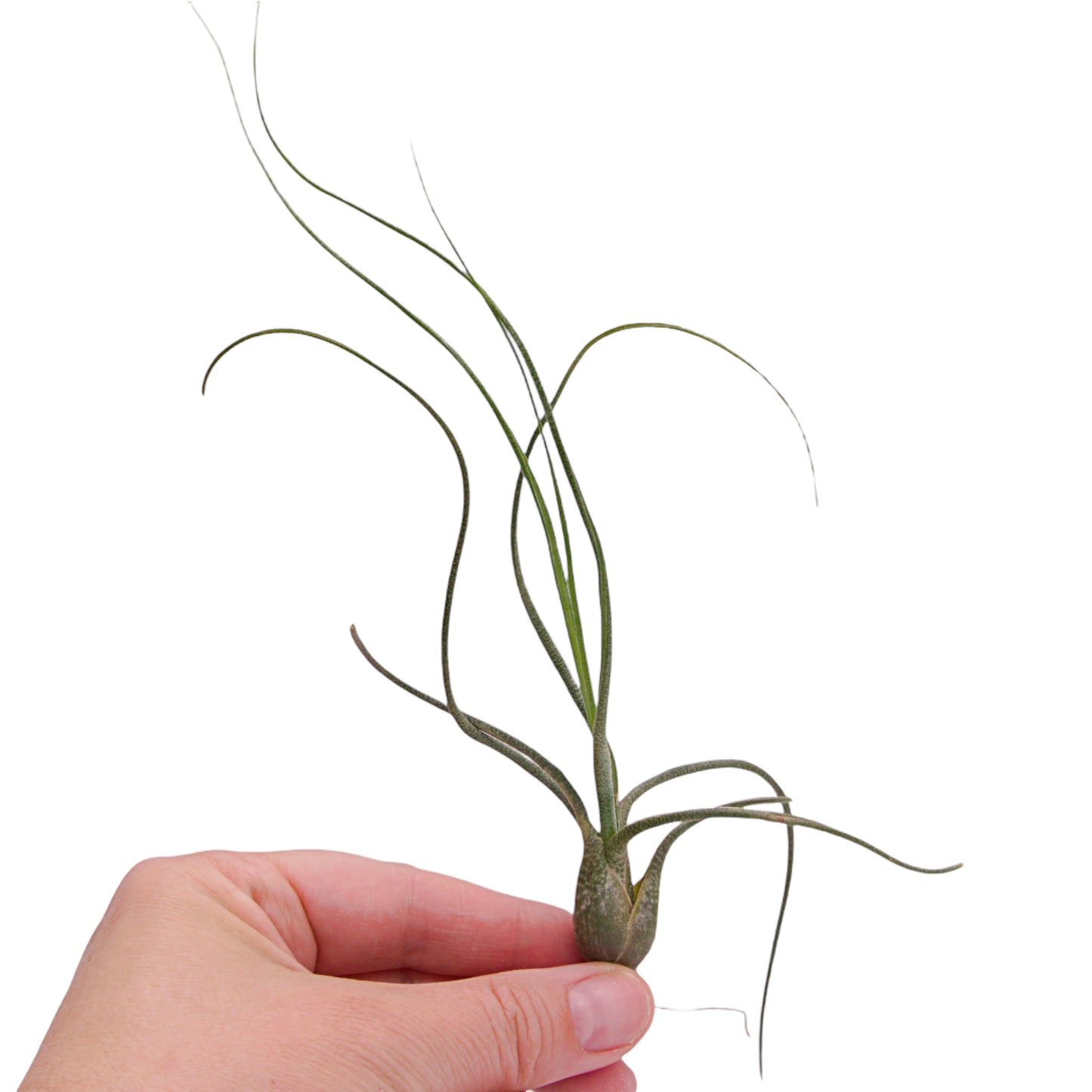 Tillandsia Butzii Airplant in Canada