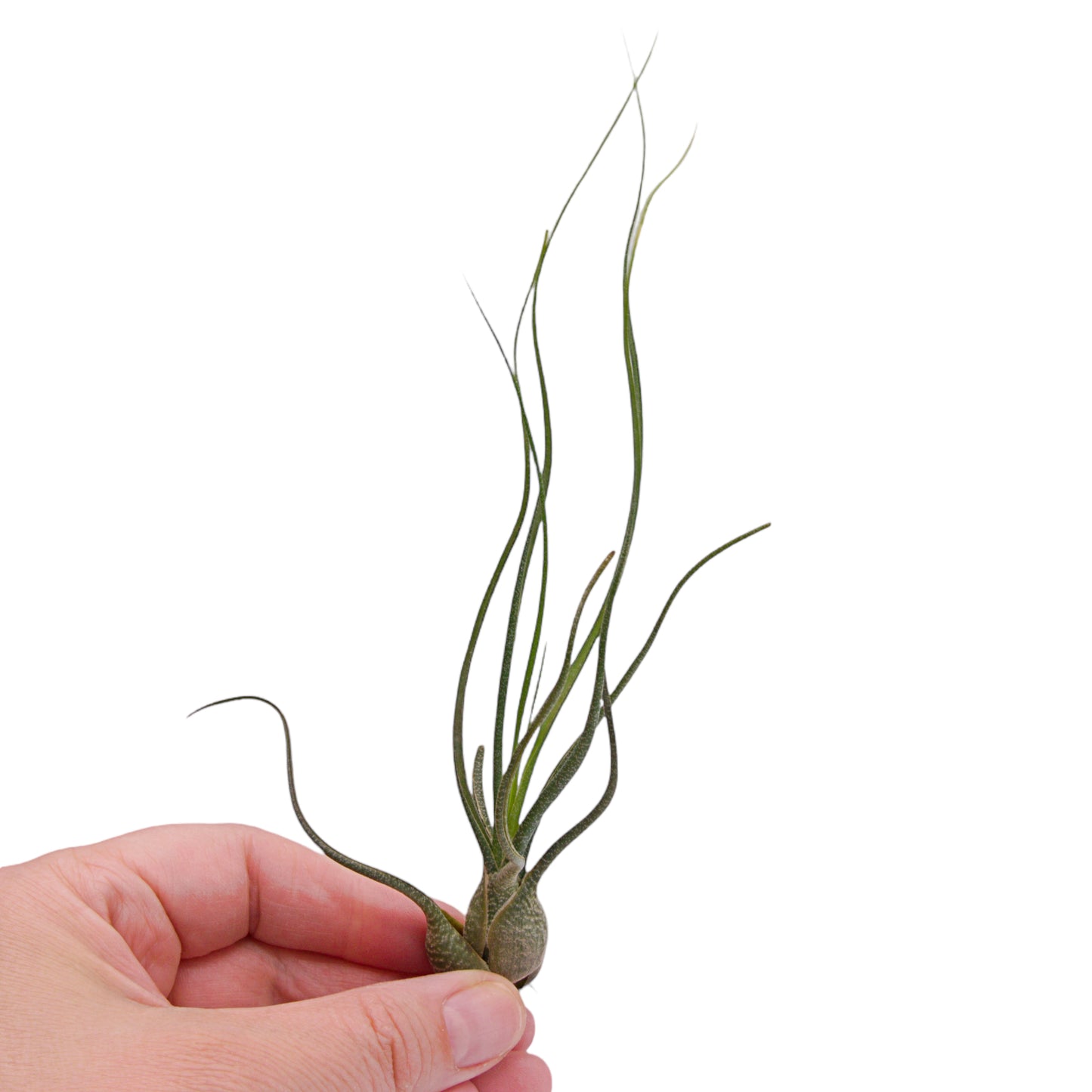 Tillandsia Butzii Airplant in Canada