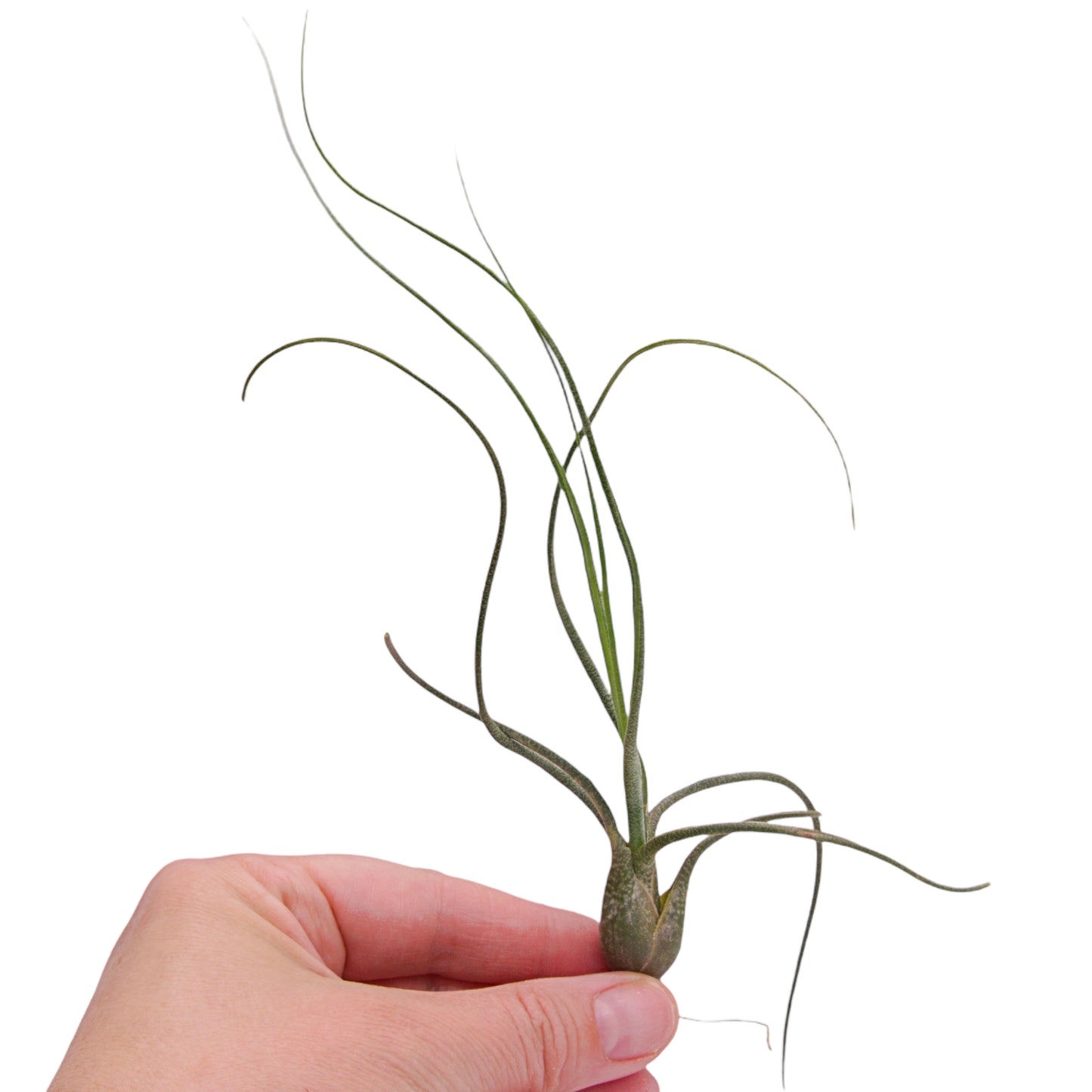 Tillandsia Butzii Airplant in Canada