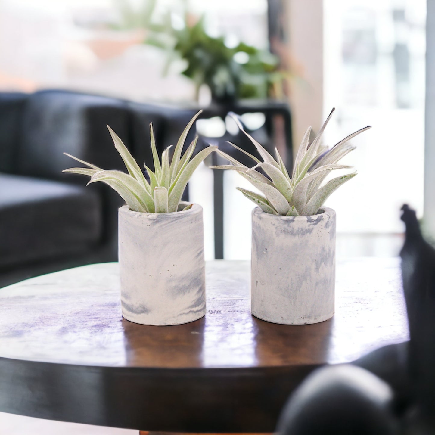 Pots de plantes aériennes en ciment marbré noir et gris