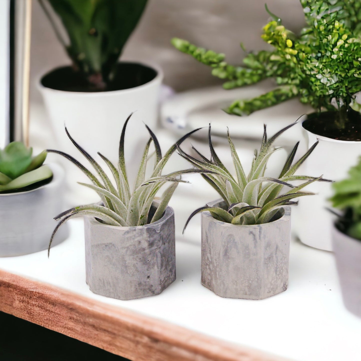 Pots de plantes aériennes en ciment marbré noir et gris