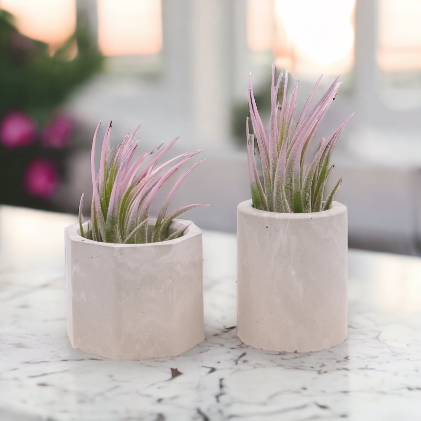 Pots de plantes aériennes en ciment marbré gris et blanc