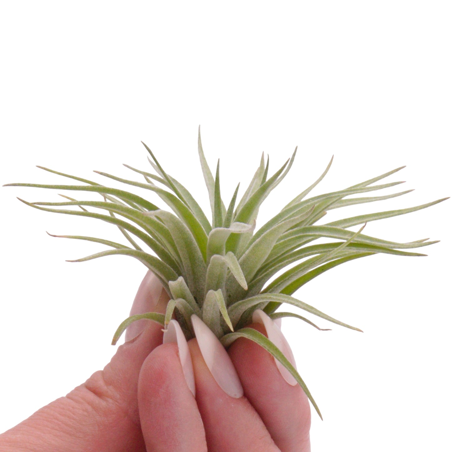 Tillandsia Plagiotropica Airplant in Canada