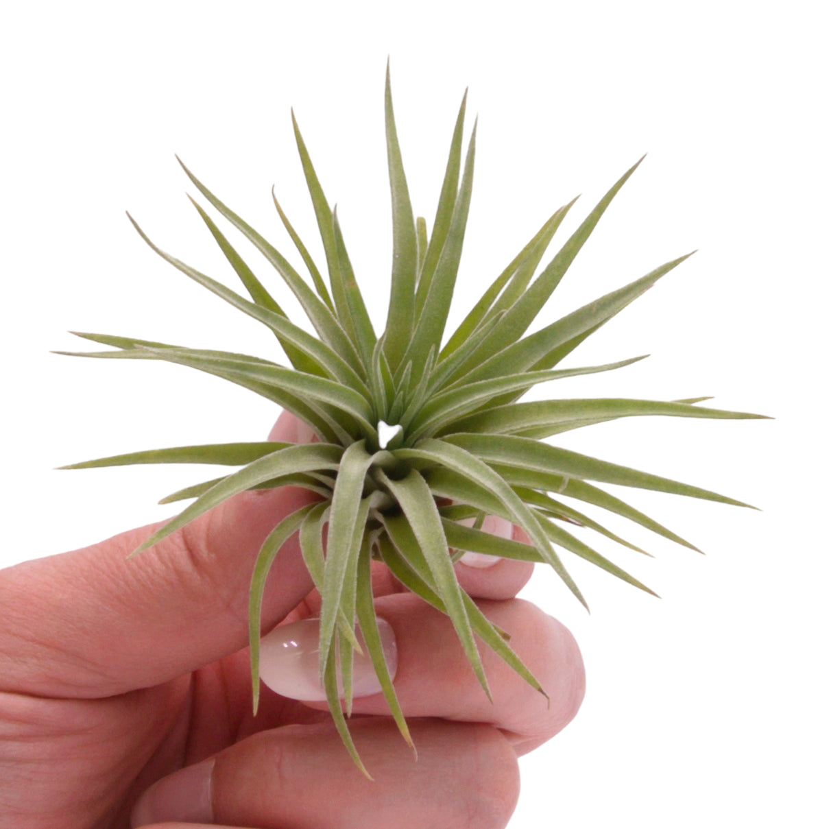 Tillandsia Plagiotropica Airplant in Canada