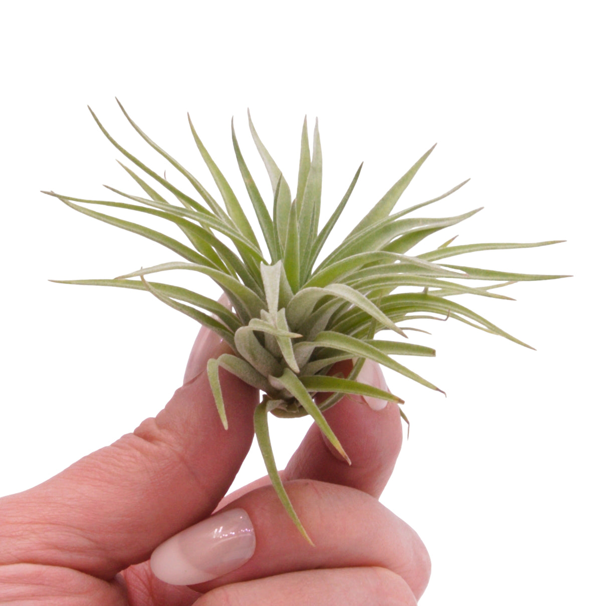 Tillandsia Plagiotropica Airplant in Canada
