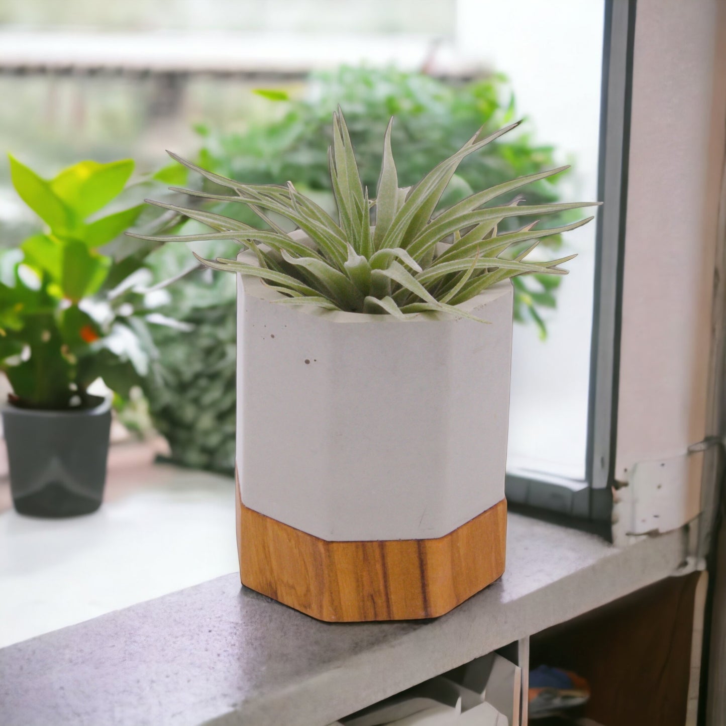 Tillandsia Plagiotropica Airplant in Canada